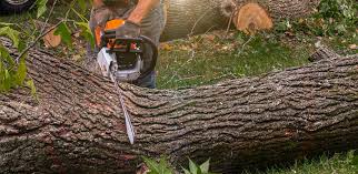 Why Choose Our Tree Removal Services in Midway South, TX?