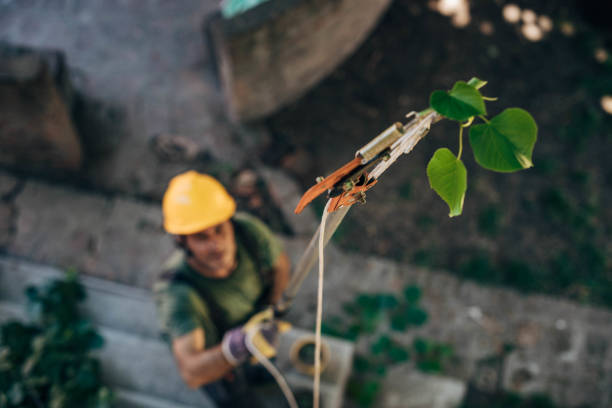 Trusted Midway South, TX  Tree Services Experts